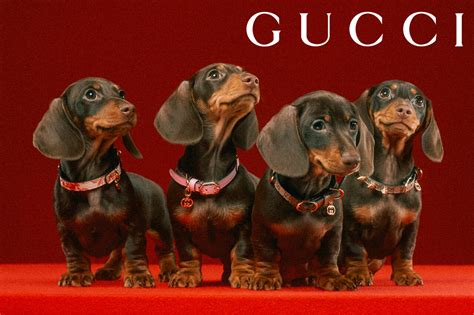 gucci pet tekenen|gucci pets.